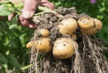 Potato cultivation