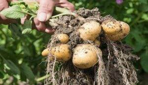 Potato cultivation