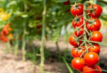 Prepare tomato nursery