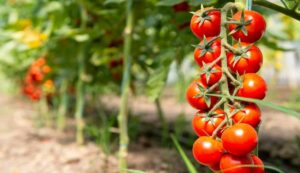 Prepare tomato nursery