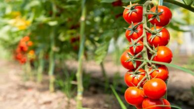 Prepare tomato nursery