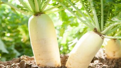 Radish farming