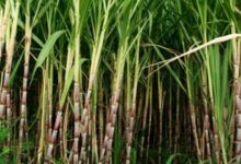 Sugarcane cultivation