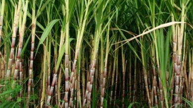 Sugarcane cultivation