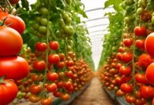 Tomato cultivation