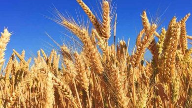 Wheat farming