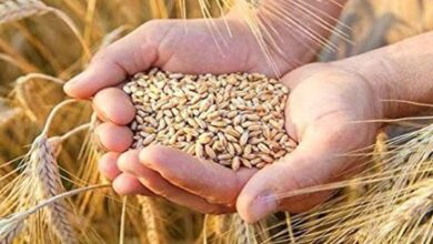 Wheat variety