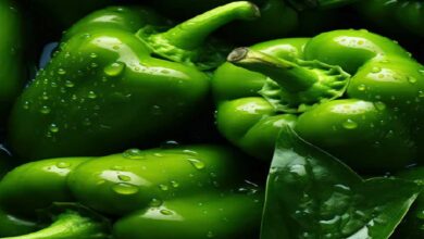 Cultivating capsicum