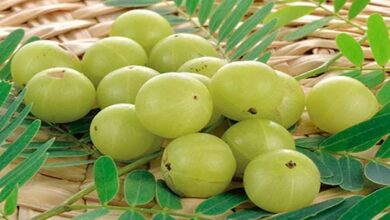 Amla gardening