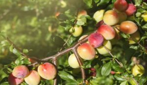 Apple plum cultivation