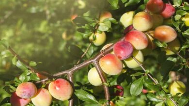 Apple plum cultivation