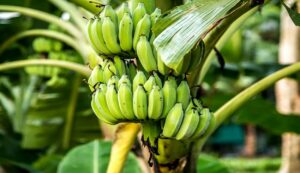 Banana Cultivation