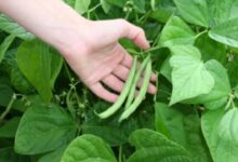 Beans cultivation