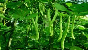 Beans Cultivation