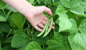 Beans cultivation