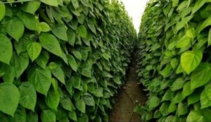 Betel cultivation