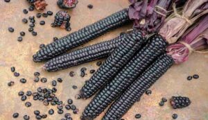 Black corn cultivation