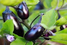 Brinjal cultivation: