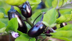 Brinjal cultivation: