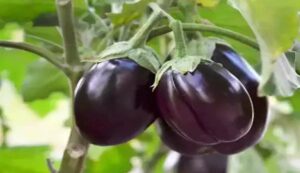 Brinjal farming