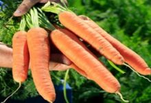 Carrot cultivation