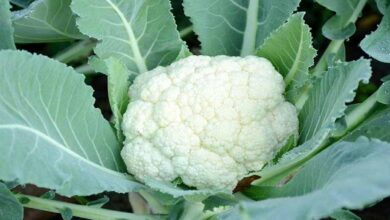 Cauliflower cultivation