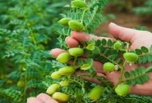 Chickpea cultivation