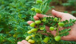 Chickpea cultivation