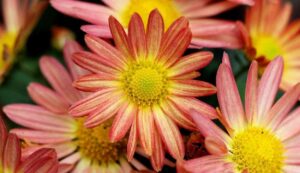 Chrysanthemum plant diseases