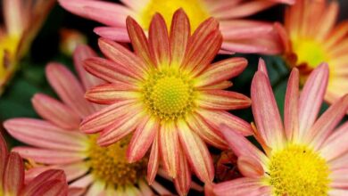 Chrysanthemum plant diseases