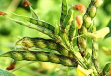 Cultivation of pigeon peas