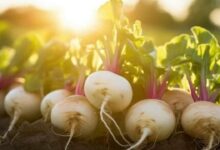 Cultivation of turnips