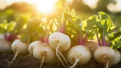 Cultivation of turnips