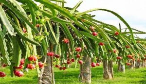 Dragon fruit cultivation