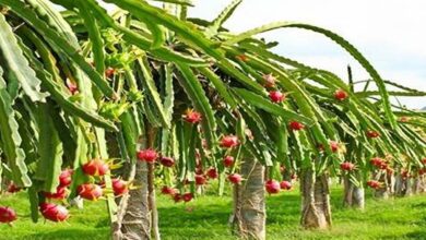 Dragon fruit cultivation