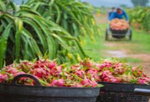 Dragon fruit farming