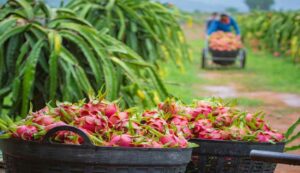 Dragon fruit farming