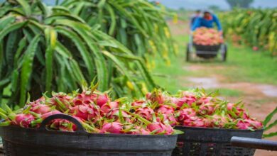 Dragon fruit farming