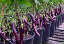 Eggplant cultivation