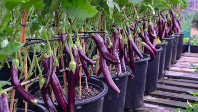 Eggplant cultivation