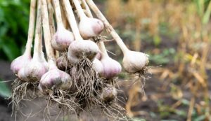 Garlic cultivation