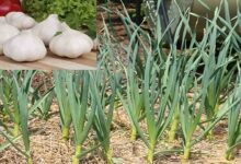 Garlic cultivation