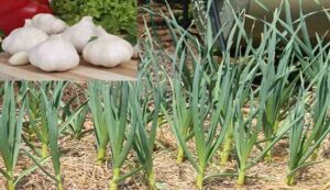 Garlic cultivation