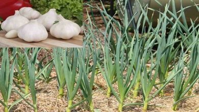 Garlic cultivation