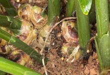 Ginger cultivation