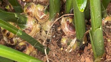 Ginger cultivation