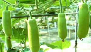 Gourd cultivation