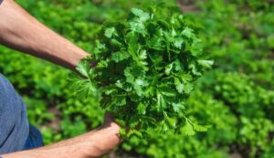 Green coriander cultivation