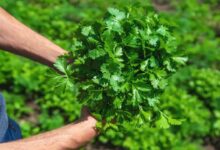 Green coriander cultivation