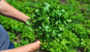 Green coriander cultivation